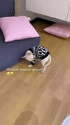alinaaignatova Altpins Profile Picture