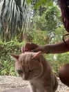 liori_hen Altpins Profile Picture