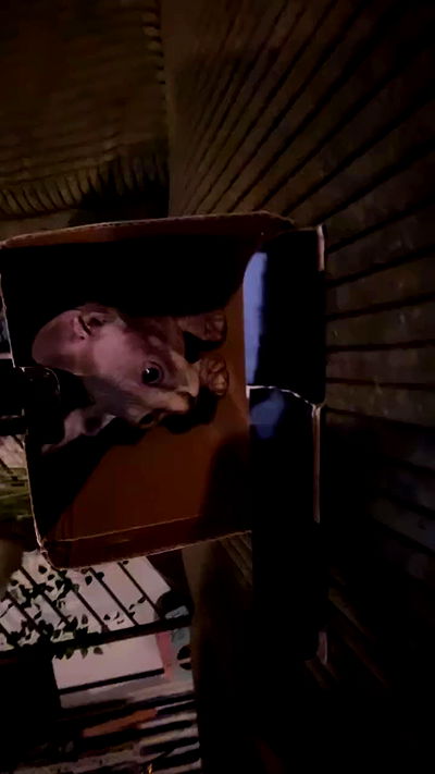 zommmbri zommmbri archive video