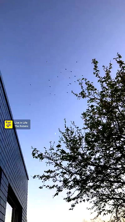 piper.jaylen piper.jaylen archive video