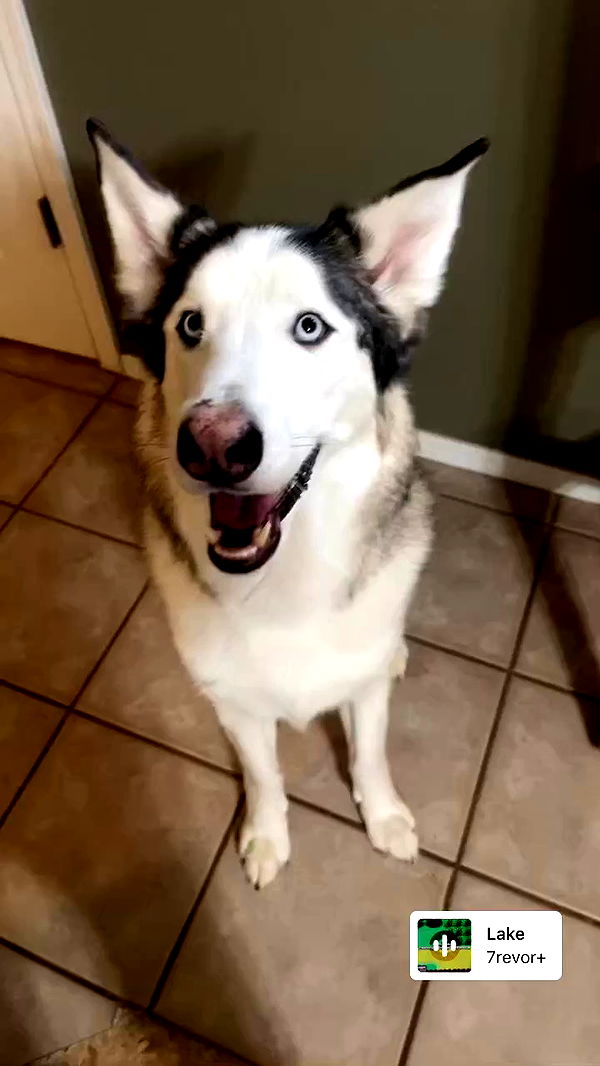 _animechika_ archive video preview