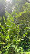noa_mendel_ Altpins Profile Picture