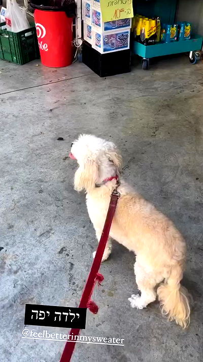 feelbetterinmysweater feelbetterinmysweater archive video