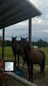 ellmari.e Altpins Profile Picture