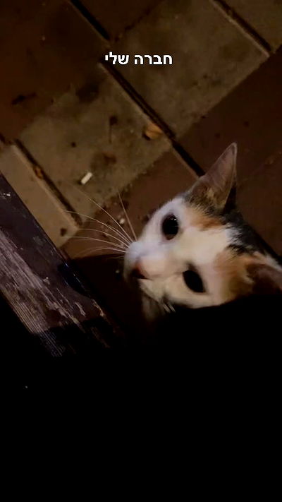 romy_ayalla_lavi romy_ayalla_lavi archive video