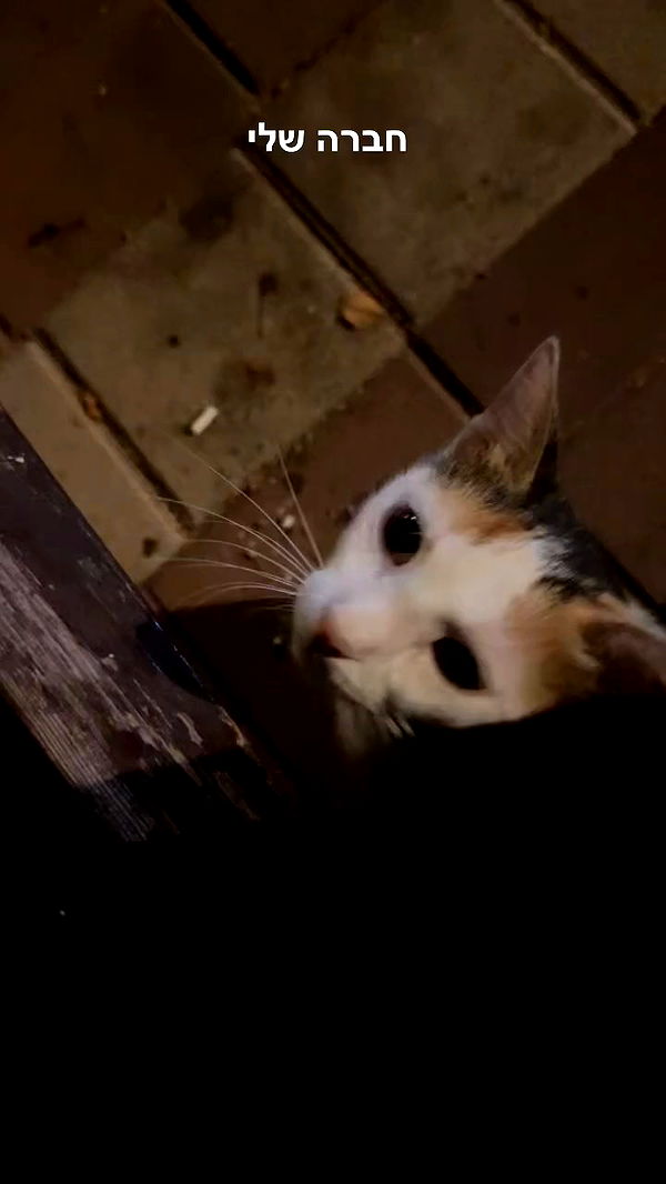 romy_ayalla_lavi archive video preview