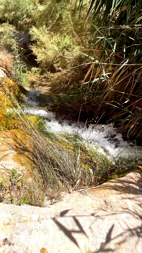 liad.arazi archive video preview