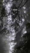 lital.oss Altpins Profile Picture