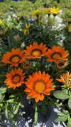 roni_ackerman Altpins Profile Picture