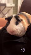 la.vica_ Altpins Profile Picture