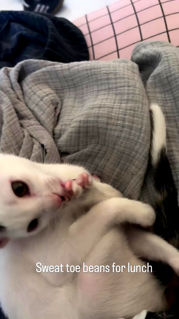 natalllluli archive video preview