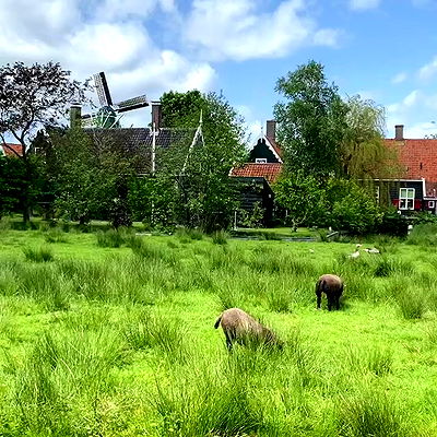 yam_adler yam_adler archive video