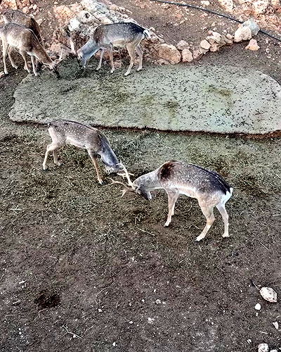 romy_ayalla_lavi romy_ayalla_lavi archive video