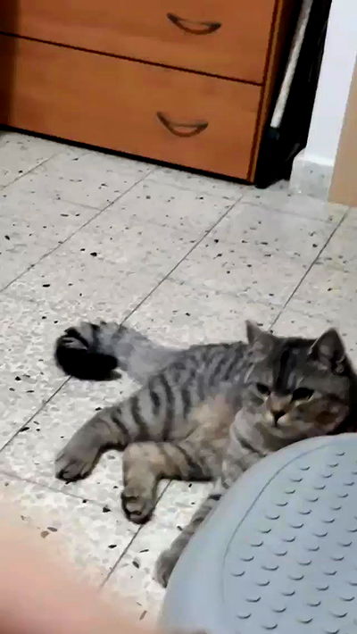 neomiconrad neomiconrad archive video