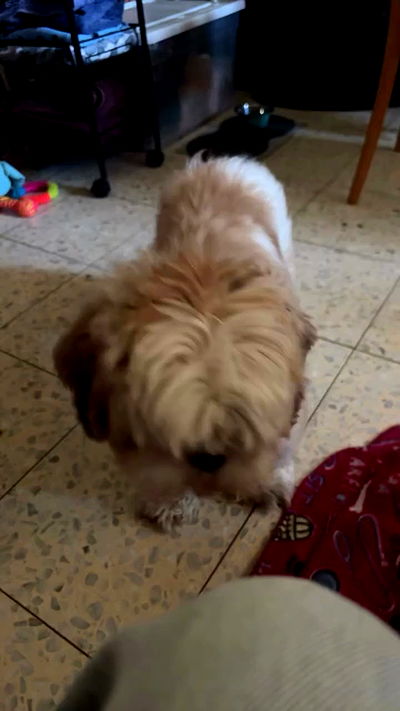 _._dianush._ _._dianush._ archive video