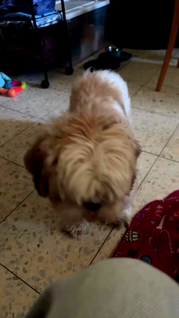 _._dianush._ archive video preview