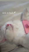ifkissescouldleavecuts Altpins Profile Picture