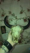 novahnovielli Altpins Profile Picture