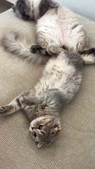 laluzone laluzone archive video