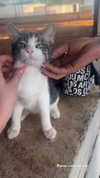 violetta.nikolayeva Altpins Profile Picture