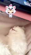 delicatedo11y Altpins Profile Picture