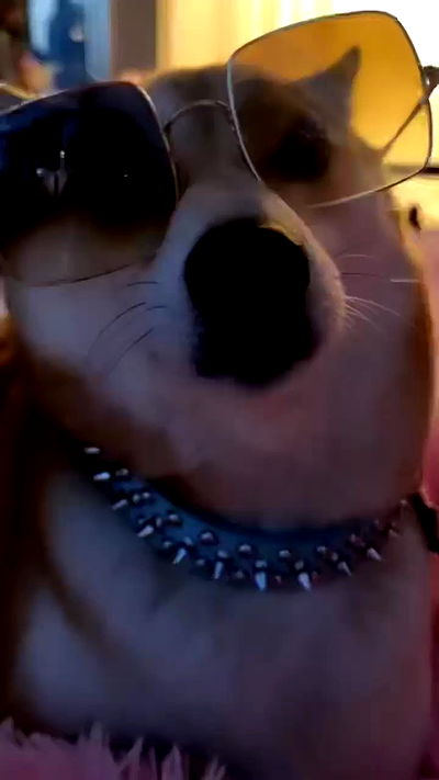 zommmbri zommmbri archive video