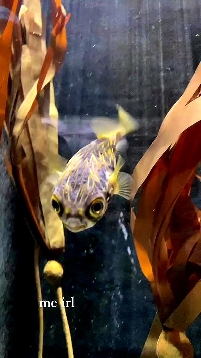 iheartpidge iheartpidge archive video