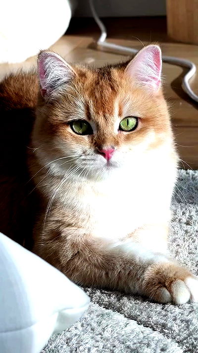 itsilanosh itsilanosh archive video