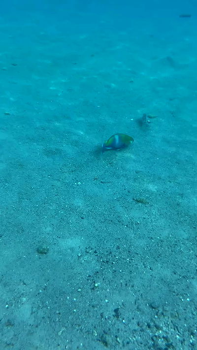 g.a.l.1.a g.a.l.1.a archive video