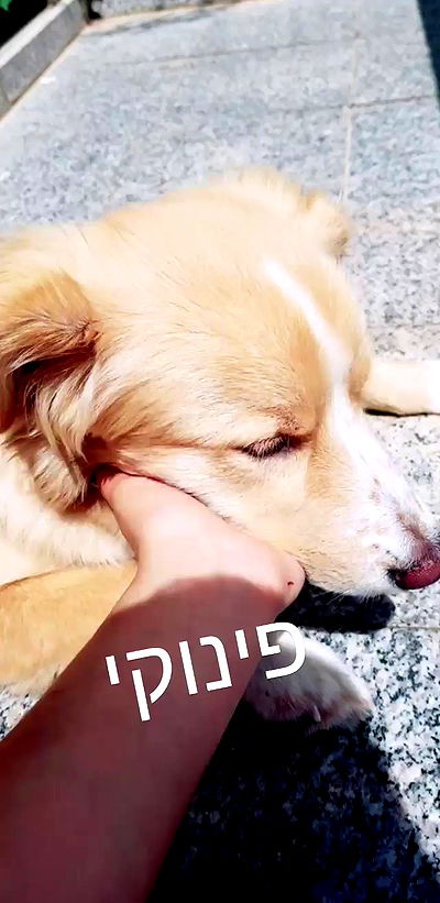 biton__adi biton__adi archive video