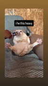 butter.on.a.poptart69 Altpins Profile Picture