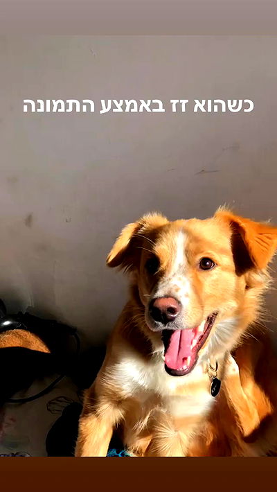 biton__adi biton__adi archive video