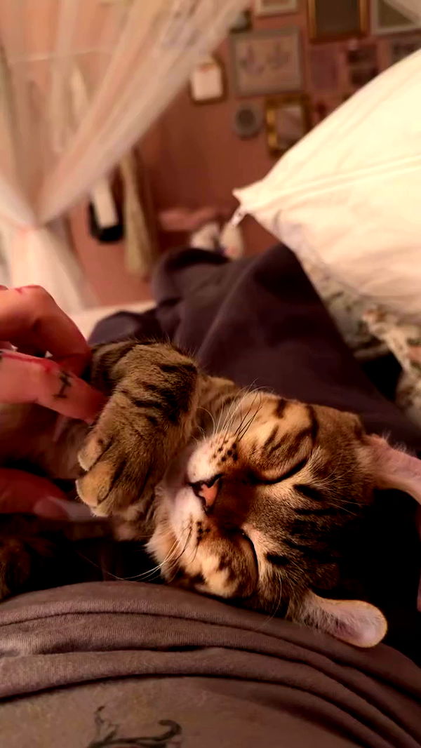 laurinchhhe archive video preview