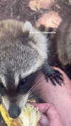 shirpolani Altpins Profile Picture