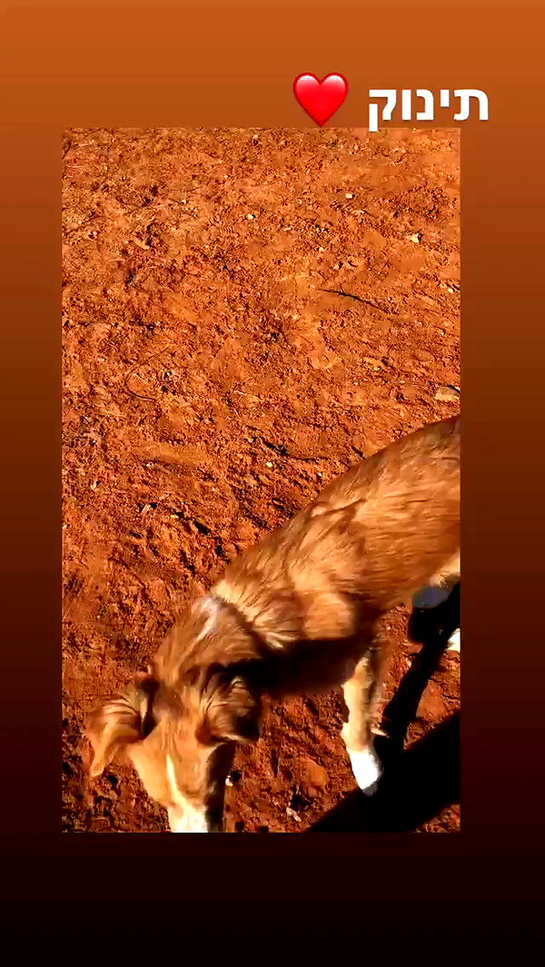 biton__adi archive video preview