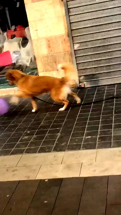 biton__adi biton__adi archive video