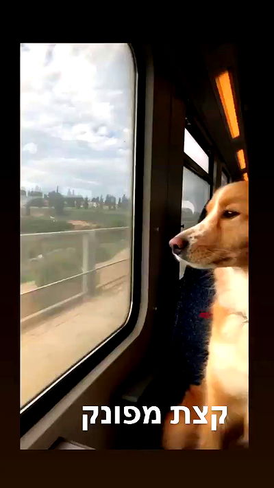 biton__adi biton__adi archive video