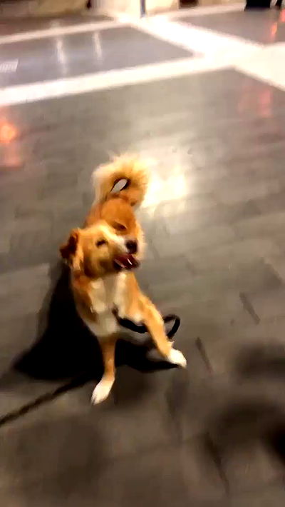 biton__adi biton__adi archive video