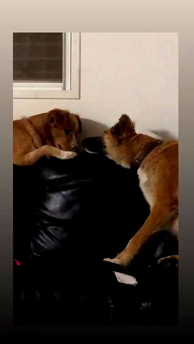 biton__adi biton__adi archive video