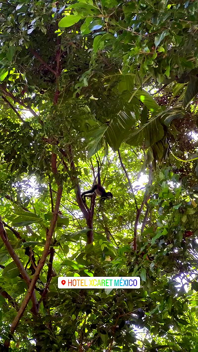 7lems7 7lems7 archive video