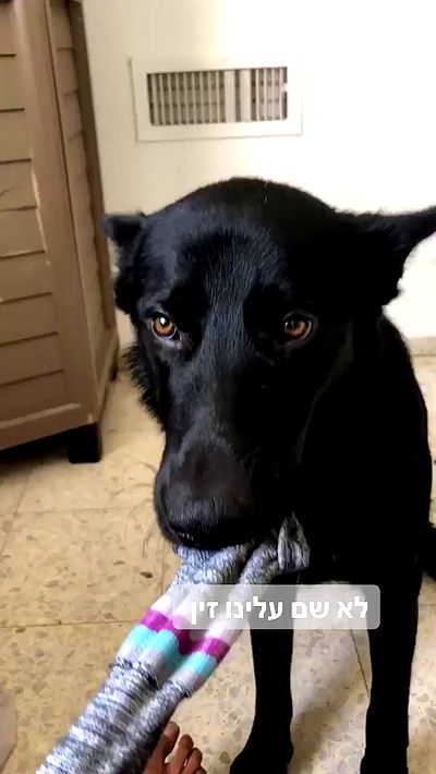 biton__adi biton__adi archive video