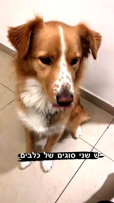 biton__adi biton__adi archive video