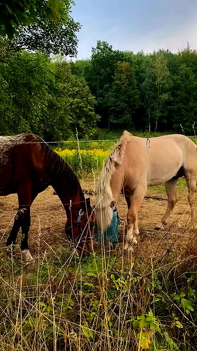 noa_zemlyanski noa_zemlyanski archive video