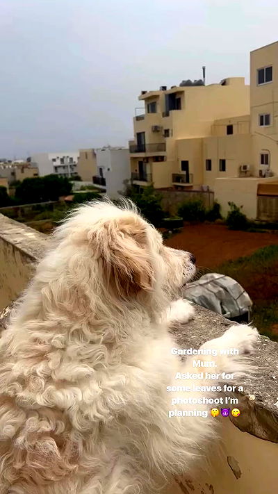 bakedsloths bakedsloths archive video