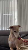 izabelgold Altpins Profile Picture