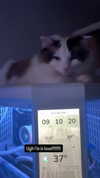 pixieonyxx Altpins Profile Picture