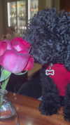 miss_baby007 Altpins Profile Picture