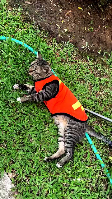 oqr0_ oqr0_ archive video