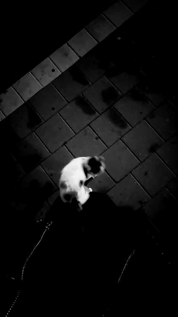 romy_ayalla_lavi archive video preview