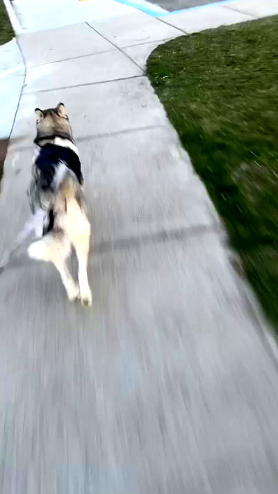 _animechika_ _animechika_ archive video